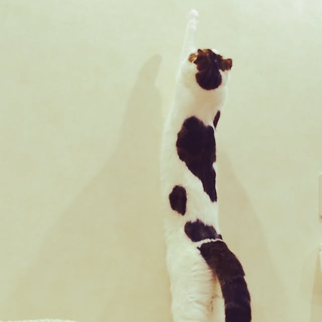paletoneさんの実例写真
