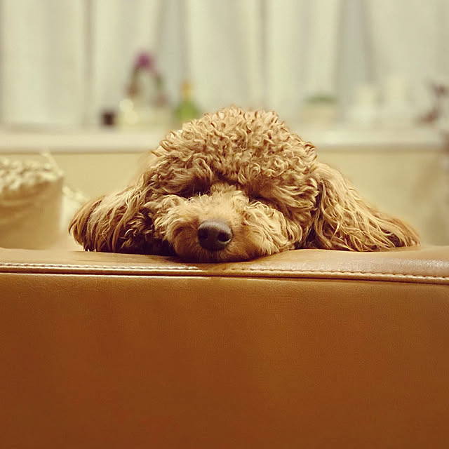 buhiさんの実例写真