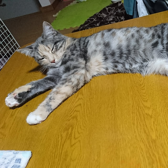 shinobuさんの実例写真