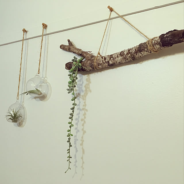 ミニマリストになりたい/ナチュラル/シンプルがすき/観葉植物/壁/天井のインテリア実例 - 2019-09-09 22:11:40