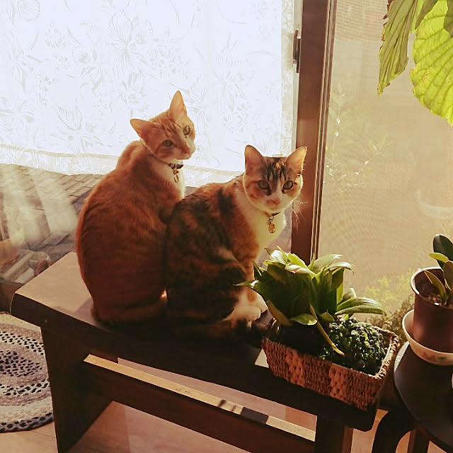 akiさんの実例写真