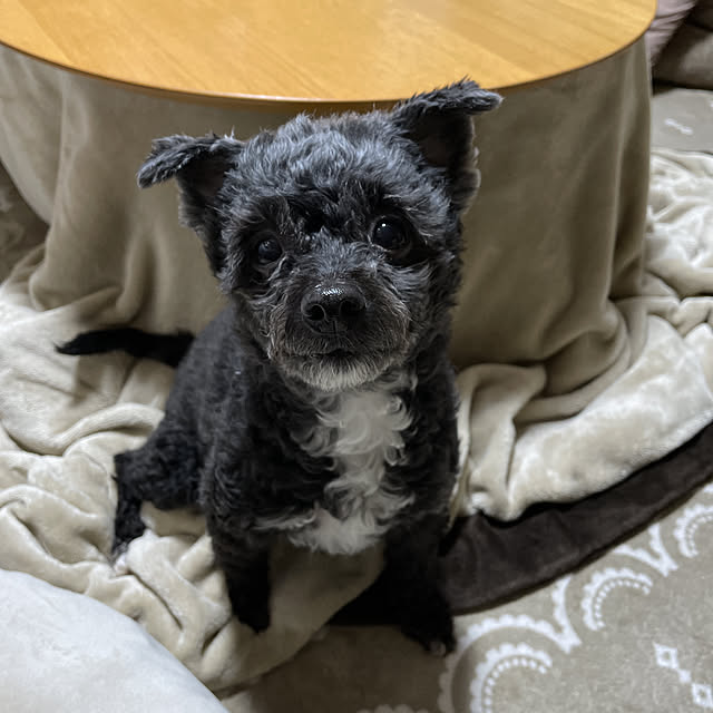 Chipさんの実例写真