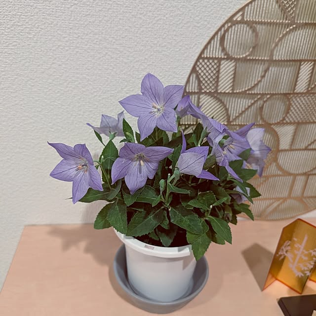 KOHAKUさんの部屋