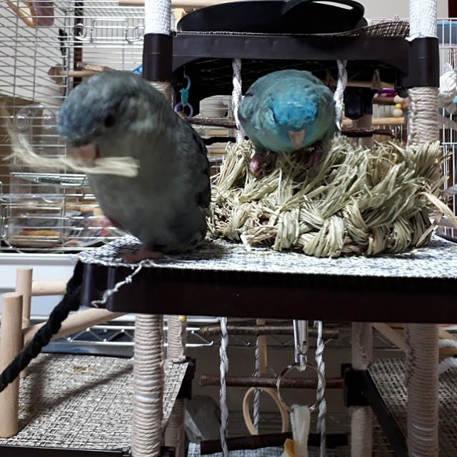 kazuraさんの実例写真