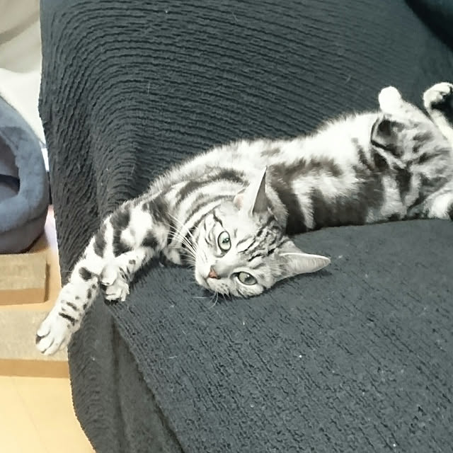 CatClipさんの実例写真