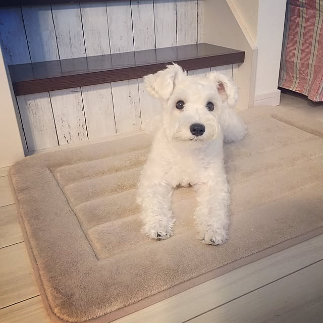 suzyさんの実例写真