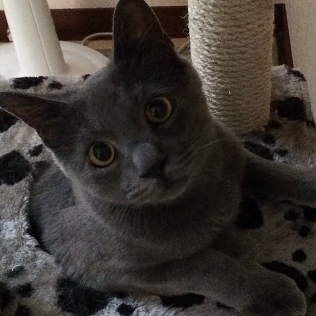 nya_sanさんの実例写真