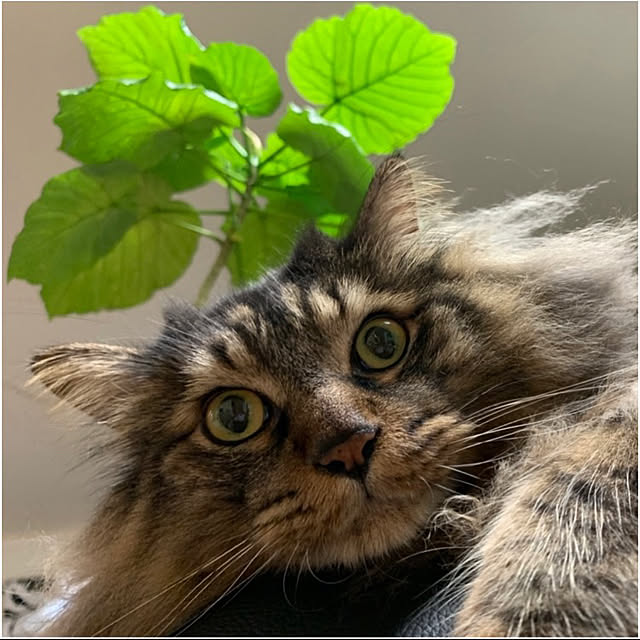 yukarin-gardenさんの実例写真