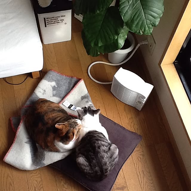 Mikaさんの実例写真