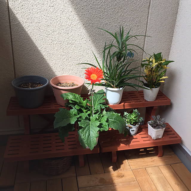玄関/入り口/お花/ガーベラ/多肉植物/ベランダガーデン...などのインテリア実例 - 2017-09-08 05:33:00