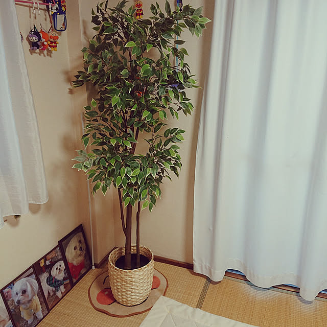 aolさんの実例写真