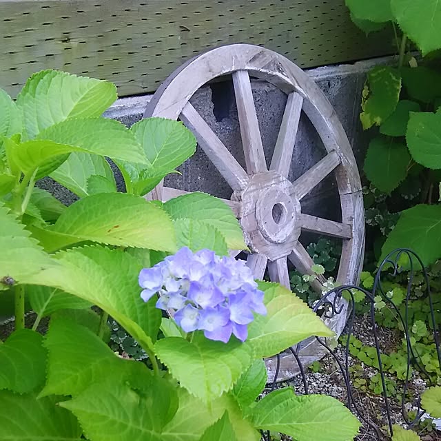 soyokahoさんの実例写真