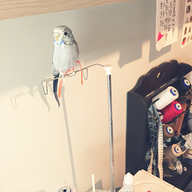 ShouNaさんの実例写真