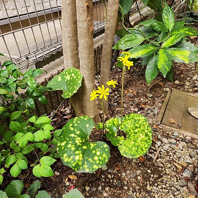 yasu10さんの部屋