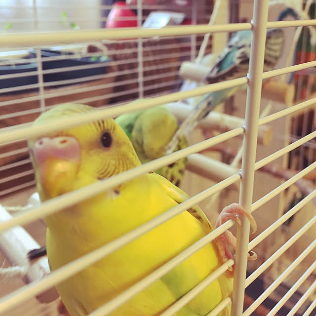 oniyomeさんの実例写真