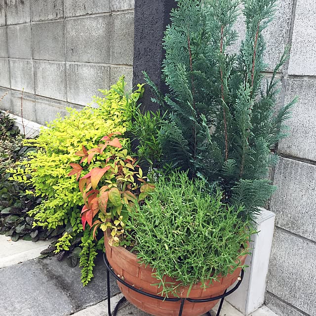 robinmamaさんの実例写真