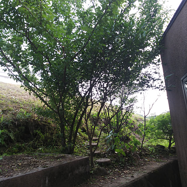 niko2pun2さんの実例写真