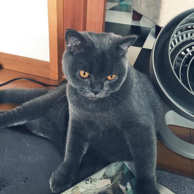 Shojiさんの実例写真