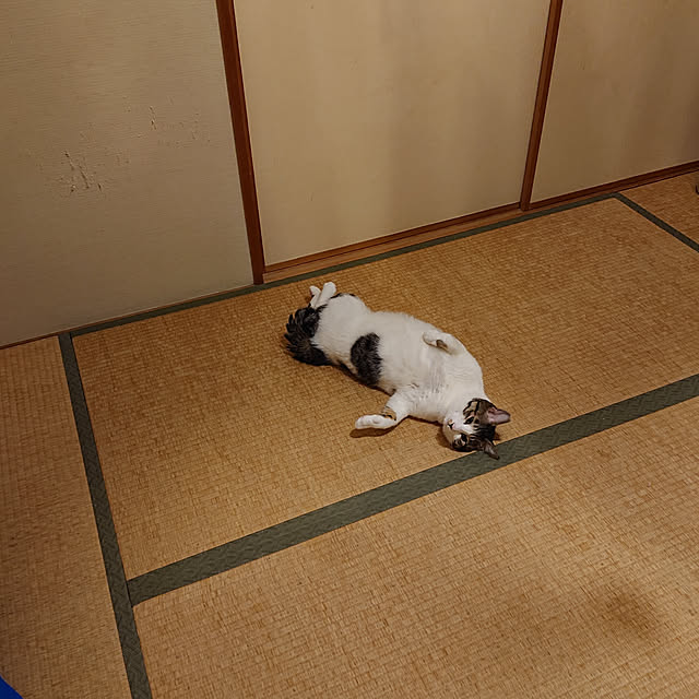 okyosan101さんの実例写真