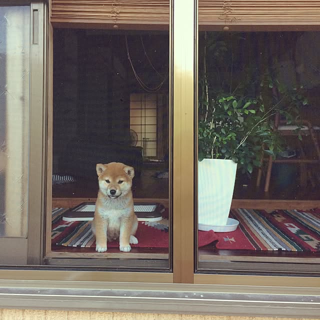 dongurieさんの実例写真