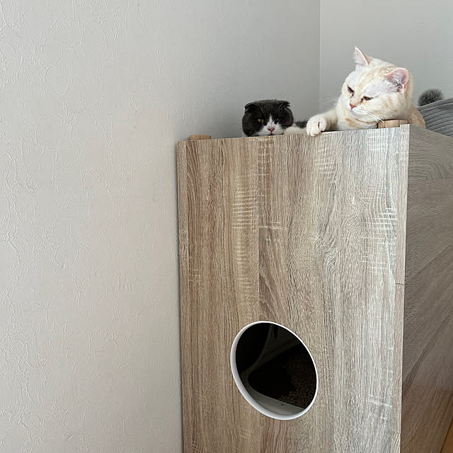 matcha-catさんの部屋