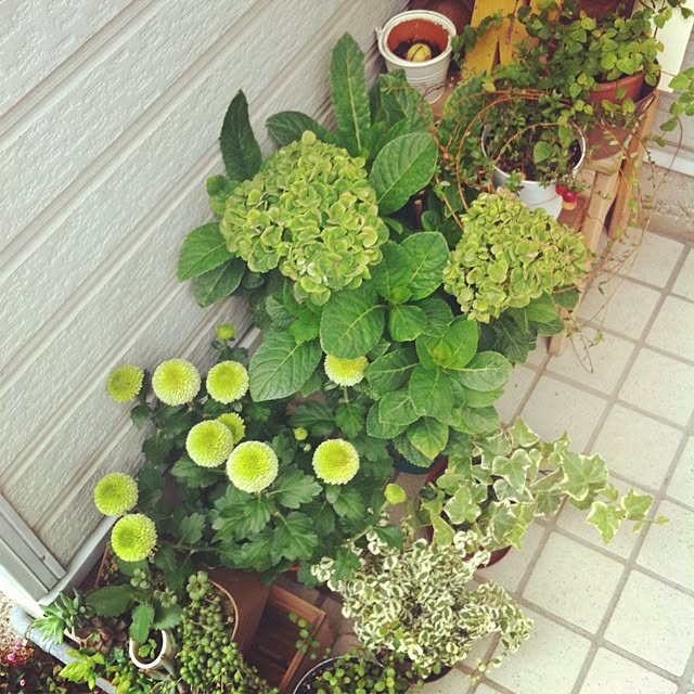 玄関/入り口/植物/観葉植物/多肉植物のインテリア実例 - 2014-01-23 17:05:13