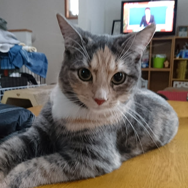 shinobuさんの実例写真