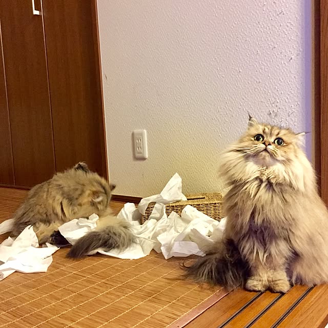 butachanさんの実例写真