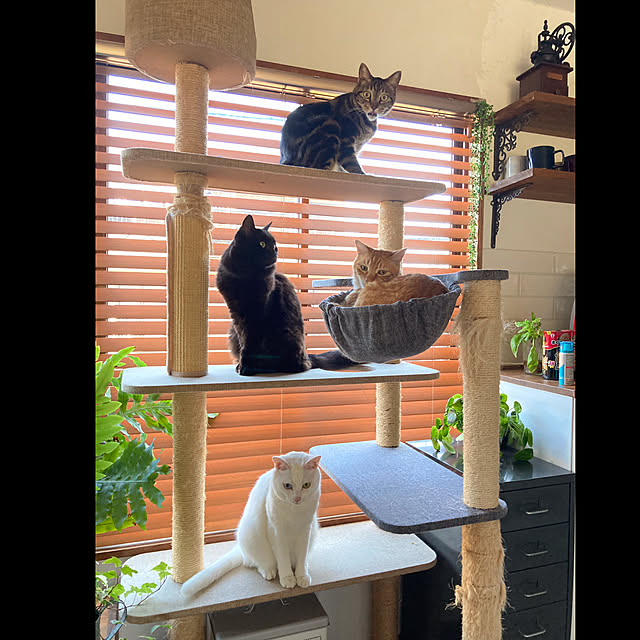 catsmamさんの実例写真