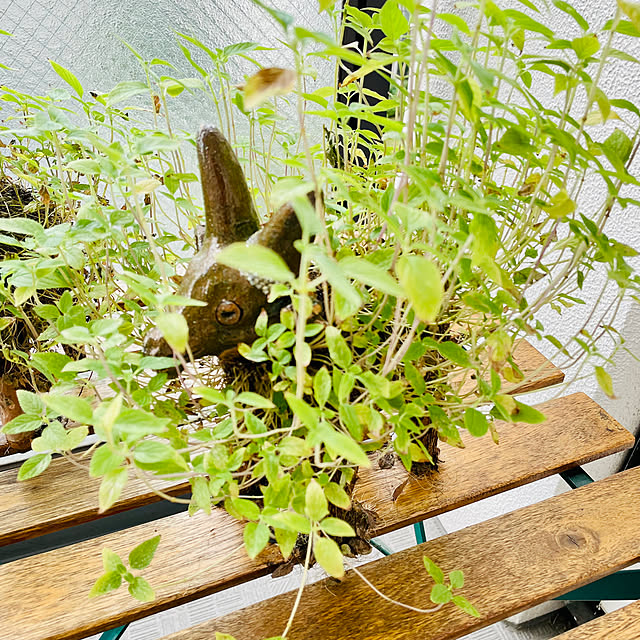 aureaさんの部屋