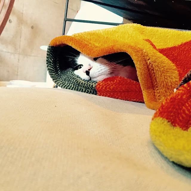ziziguguさんの実例写真