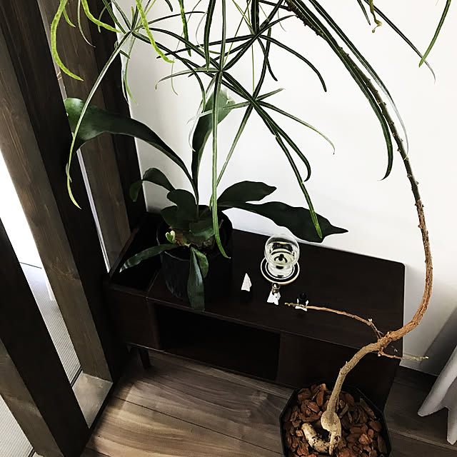 ameさんの実例写真