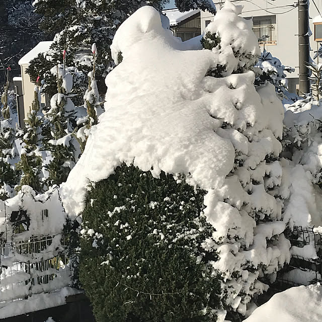 nokkoさんの実例写真