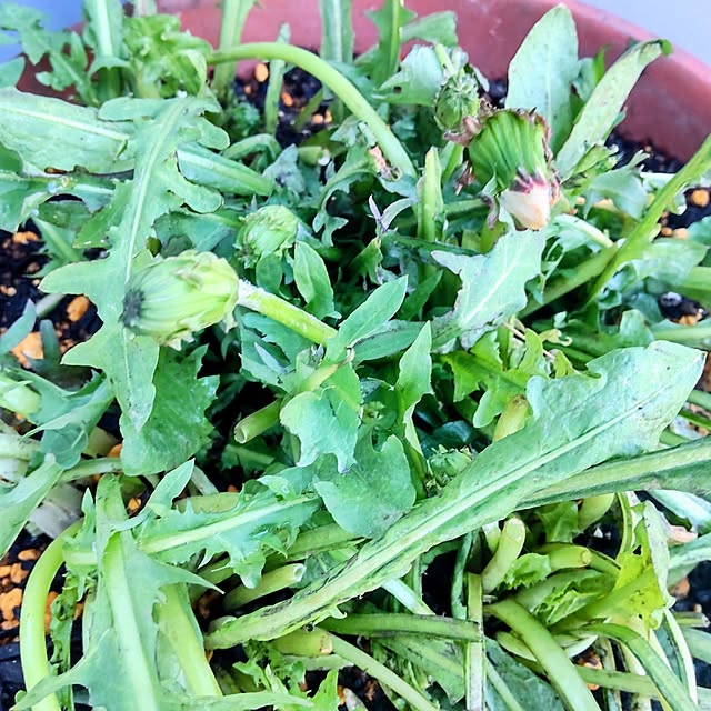 NSDさんの実例写真