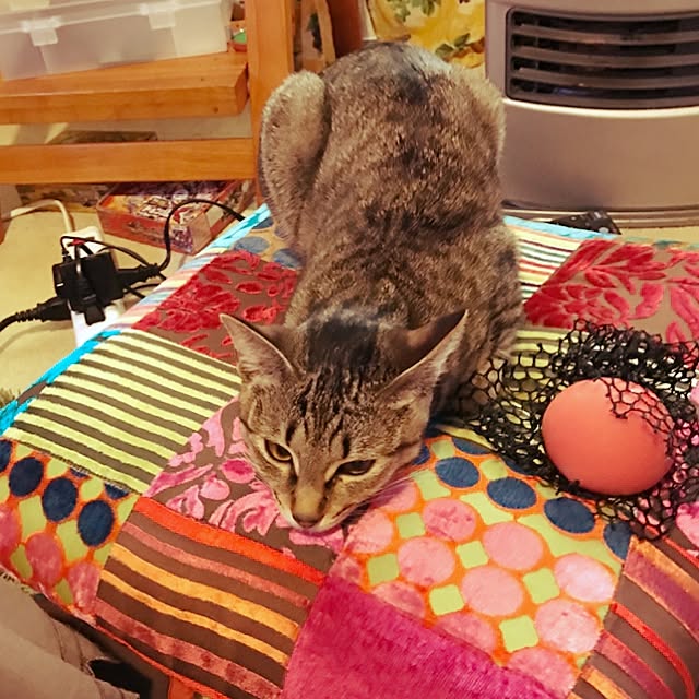 chobibiさんの実例写真