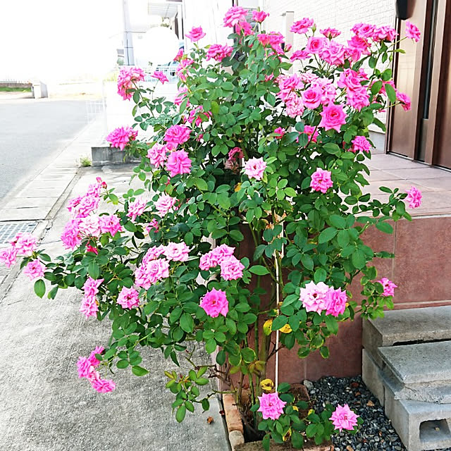 Bienvenueさんの実例写真