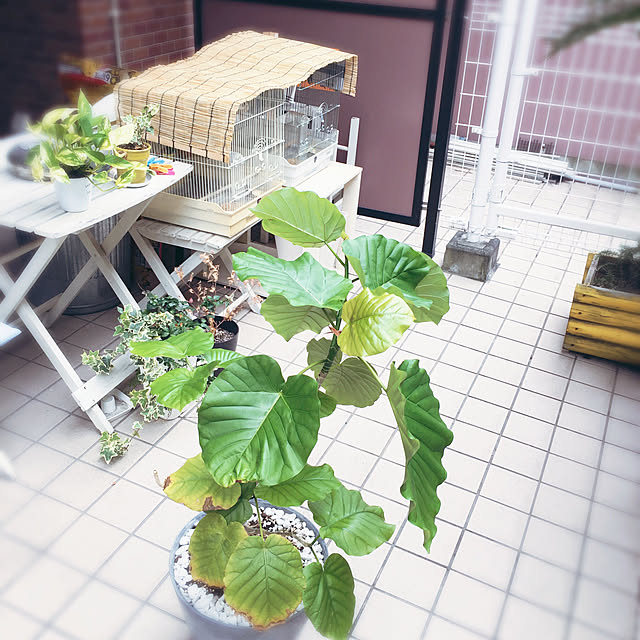 ryouyum126さんの実例写真