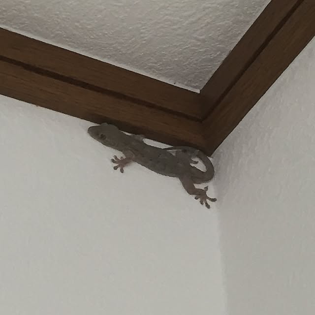 mimさんの実例写真