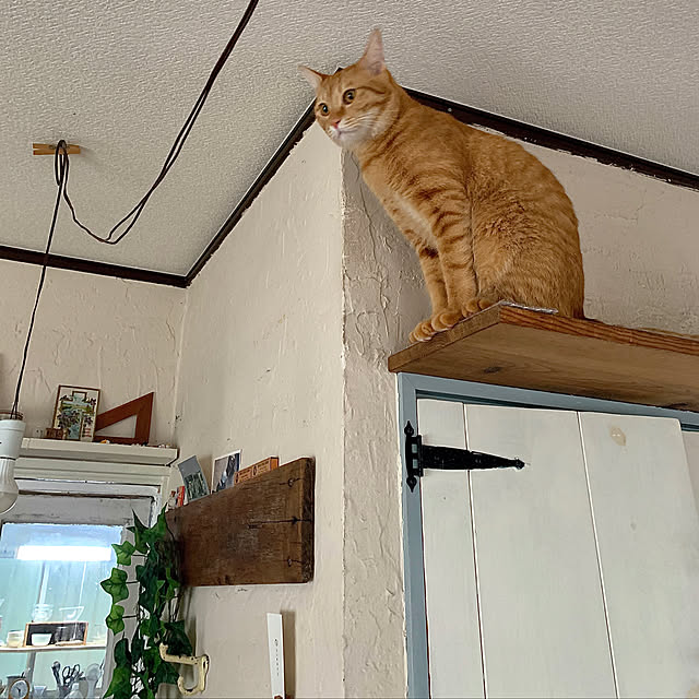 rijuさんの実例写真