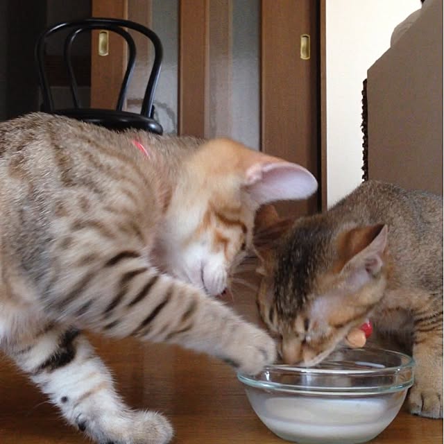 1633さんの実例写真