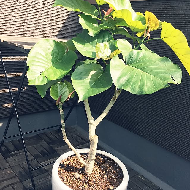 yaccoさんの実例写真