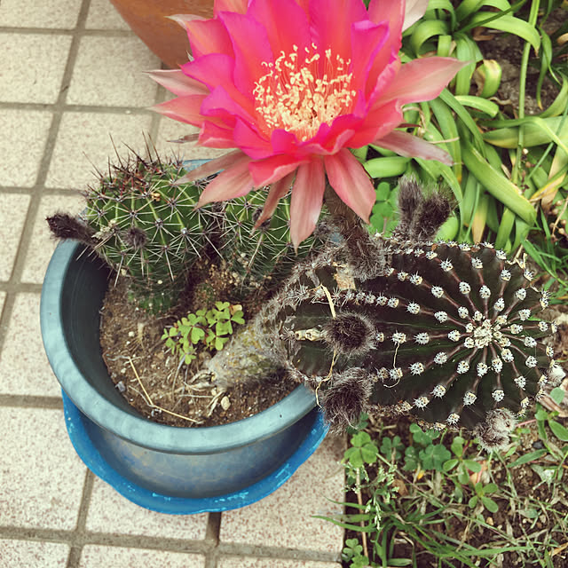 atoさんの実例写真