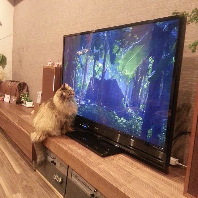 noriさんの実例写真
