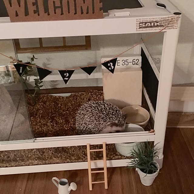 saokoさんの実例写真