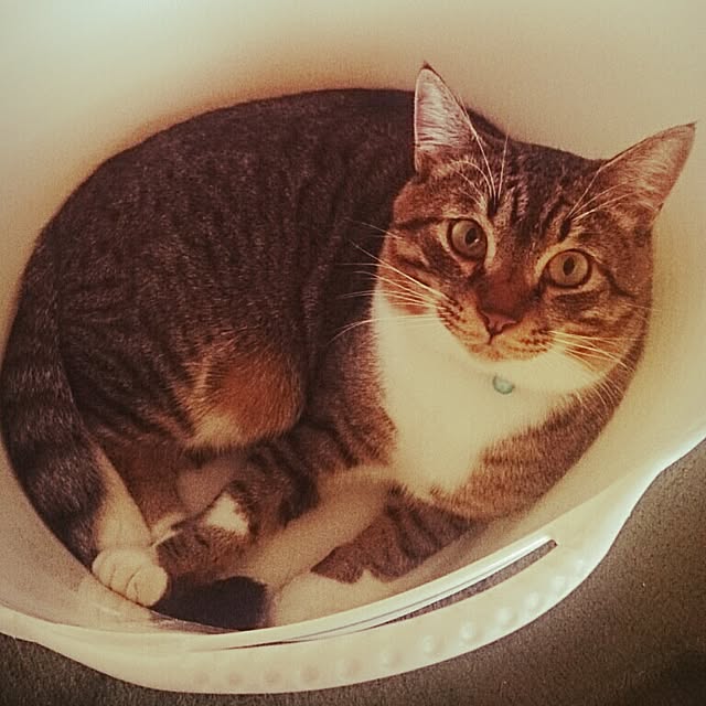 Lukiさんの実例写真