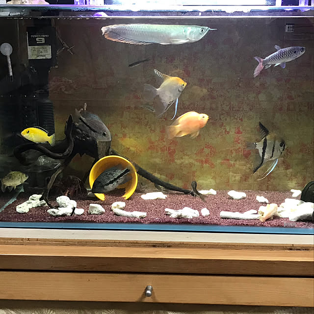 tornadeさんの実例写真