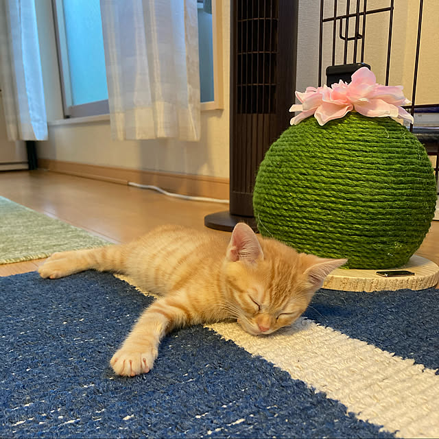 Kanaさんの実例写真