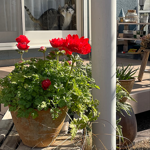 nobikoさんの部屋