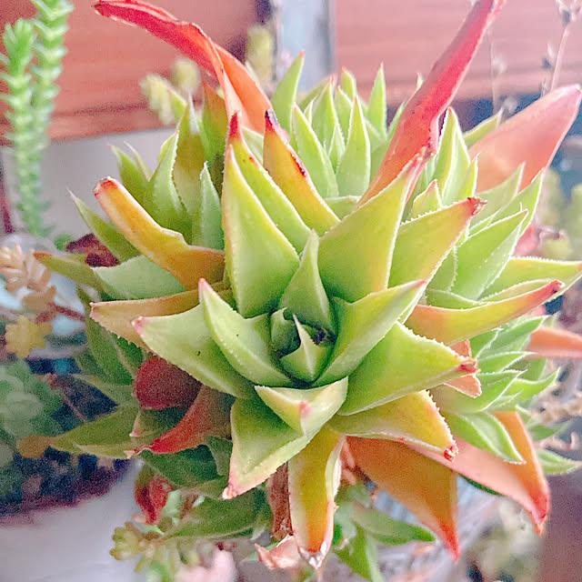 Hanakaさんの部屋