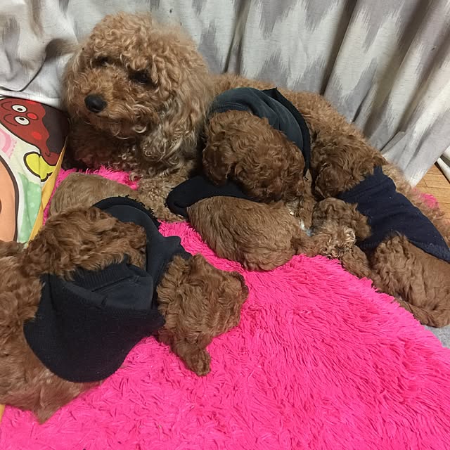 sei.kan.hide.chiyoさんの実例写真